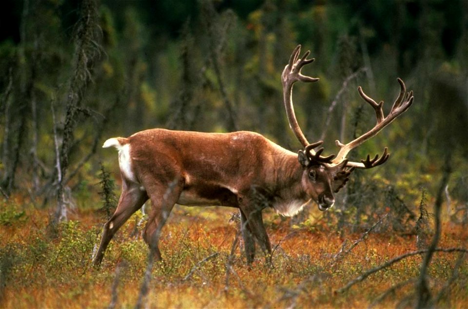 Image title: Wild deer in field Image from Public domain images website, http://www.public-domain-image.com/full-image/fauna-animals-public-domain-images-pictures/deers-public-domain-images-pictures/w photo