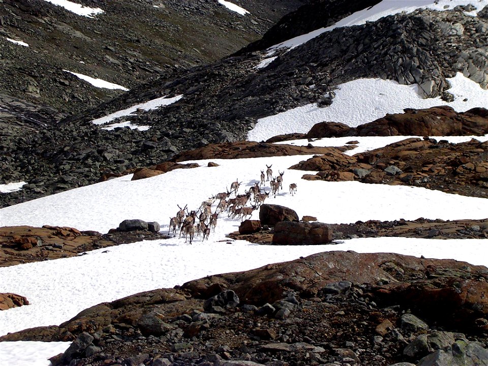 Wild reindeers in Jotunheimen, near Surtningssui.
