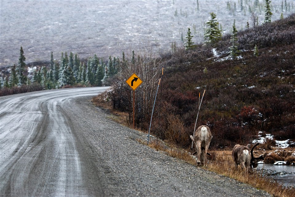 Two caribou near the Park Road on a snowy May morning. (NPS Photo/Katie Thoresen)
