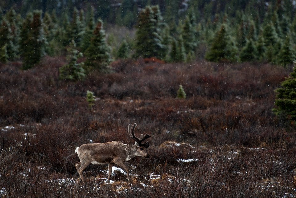 A caribou runs through shrubs as snow falls. (NPS Photo/Katie Thoresen)