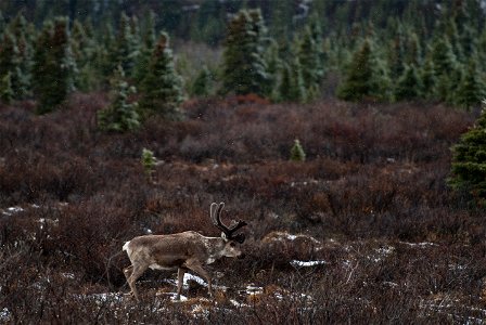 A caribou runs through shrubs as snow falls. (NPS Photo/Katie Thoresen)