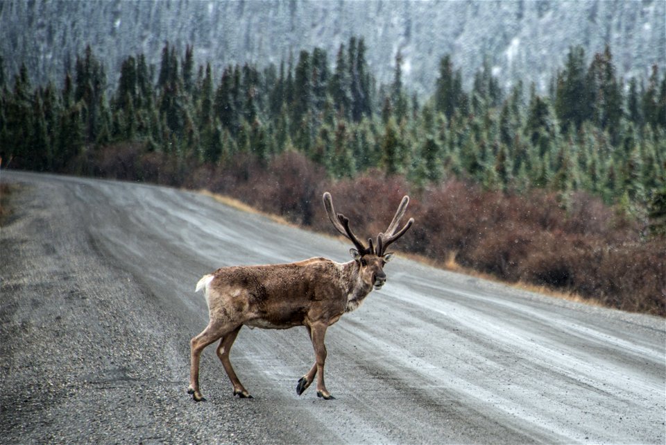(NPS Photo/Lian Law)