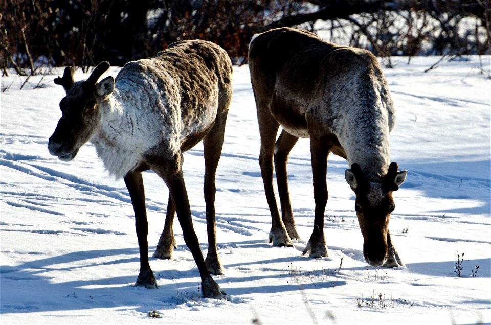 (NPS Photo/Katie Thoresen)