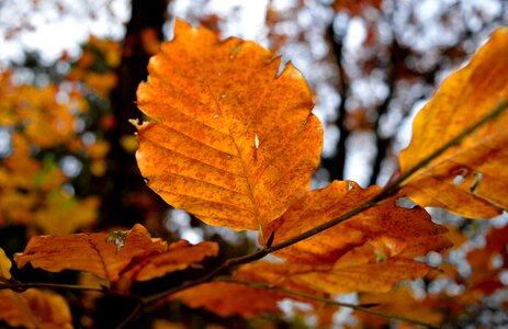Autumn mood nature autumn