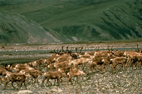 Image title: Herd of caribou animals grazing Image from Public domain images website, http://www.public-domain-image.com/full-image/fauna-animals-public-domain-images-pictures/deers-public-domain-imag photo