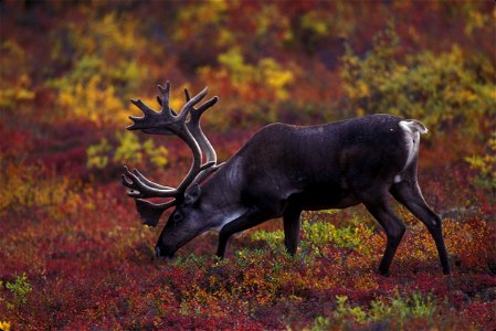 Image title: Barren ground caribou grazing with autumn foliage in background
Image from Public domain images website, http://www.public-domain-image.com/full-image/fauna-animals-public-domain-images-p