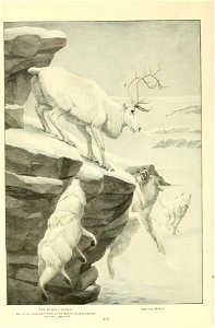 THE PEARY CARIBOU One of the geographic forms of the Barren Ground Caribou (see text, page 460) ARCTIC VVOI.F 422 photo