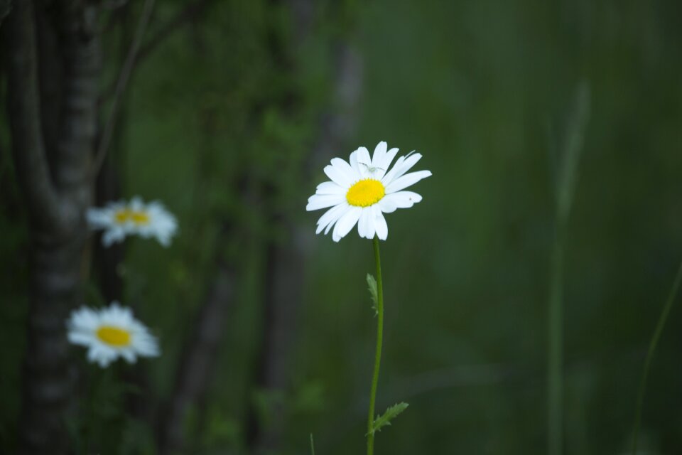 Nature flower plant