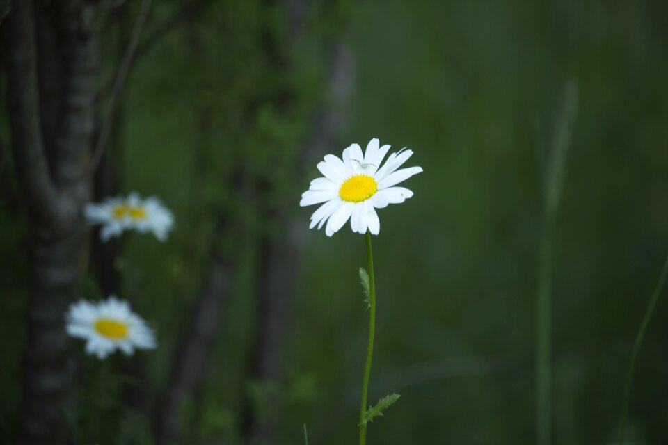 Nature flower plant photo