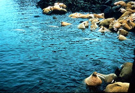Image title: Group of walrus odobenus rosmarus
Image from Public domain images website, http://www.public-domain-image.com/full-image/fauna-animals-public-domain-images-pictures/walrus-public-domain-i