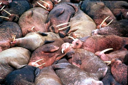 Image title: Group of walrus animals crammed side by side
Image from Public domain images website, http://www.public-domain-image.com/full-image/fauna-animals-public-domain-images-pictures/walrus-publ