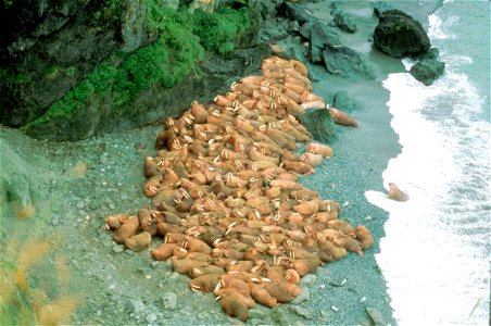 Image title: Hundreds of walruses gathered together on beach
Image from Public domain images website, http://www.public-domain-image.com/full-image/fauna-animals-public-domain-images-pictures/walrus-p