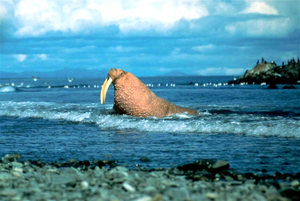 Image title: Male walrus out of water lifted head proudly showing their large tusks
Image from Public domain images website, http://www.public-domain-image.com/full-image/fauna-animals-public-domain-i