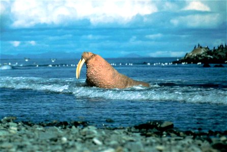 Image title: Male walrus out of water lifted head proudly showing their large tusks
Image from Public domain images website, http://www.public-domain-image.com/full-image/fauna-animals-public-domain-i