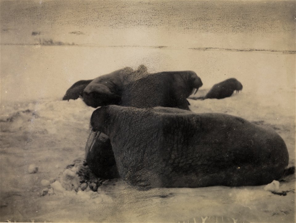 Hvalrossgrupper fotografert under Nansen og Johansens ferd over isen mot Nordpolen. Ett av bildene fra ekspedisjonen med polarskip mot Nordpolen i perioden 24 juni 1893 til 13 august 1896. Etter plane