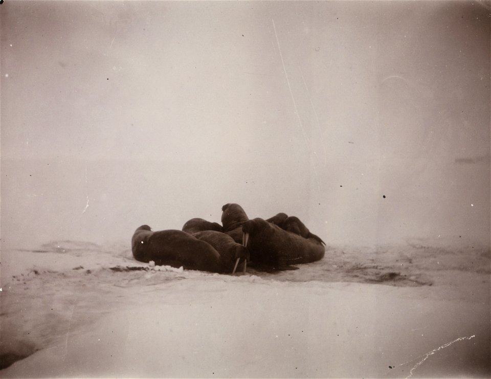 Hvalrossgruppe fotografert under Nansen og Johansens ferd over isen mot Nordpolen. Ett av bildene fra ekspedisjonen med polarskip mot Nordpolen i perioden 24 juni 1893 til 13 august 1896. Etter planen