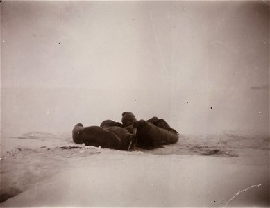 Hvalrossgruppe fotografert under Nansen og Johansens ferd over isen mot Nordpolen. Ett av bildene fra ekspedisjonen med polarskip mot Nordpolen i perioden 24 juni 1893 til 13 august 1896. Etter planen