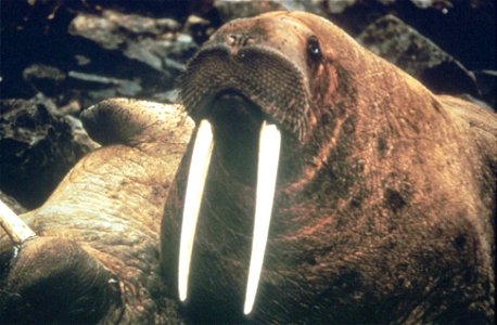 Image title: Odobenus rosmarus male walrus head
Image from Public domain images website, http://www.public-domain-image.com/full-image/fauna-animals-public-domain-images-pictures/walrus-public-domain-