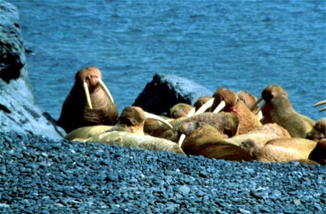 Image title: Odobenus rosmarus walruses on beach
Image from Public domain images website, http://www.public-domain-image.com/full-image/fauna-animals-public-domain-images-pictures/walrus-public-domain