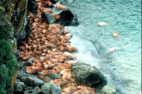 Image title: Odobenus rosmarus sea mammals on beach
Image from Public domain images website, http://www.public-domain-image.com/full-image/fauna-animals-public-domain-images-pictures/walrus-public-dom