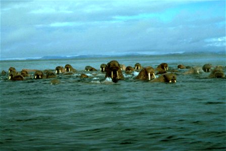 Image title: Walrus animals in ocean Image from Public domain images website, http://www.public-domain-image.com/full-image/fauna-animals-public-domain-images-pictures/walrus-public-domain-images-pict photo