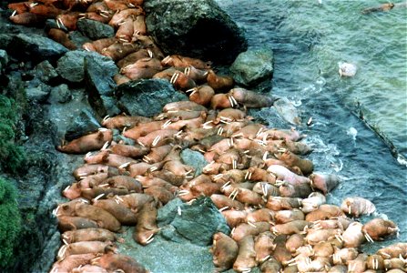 Image title: Walrus animals lying on the rocky coast of ocean
Image from Public domain images website, http://www.public-domain-image.com/full-image/fauna-animals-public-domain-images-pictures/walrus-