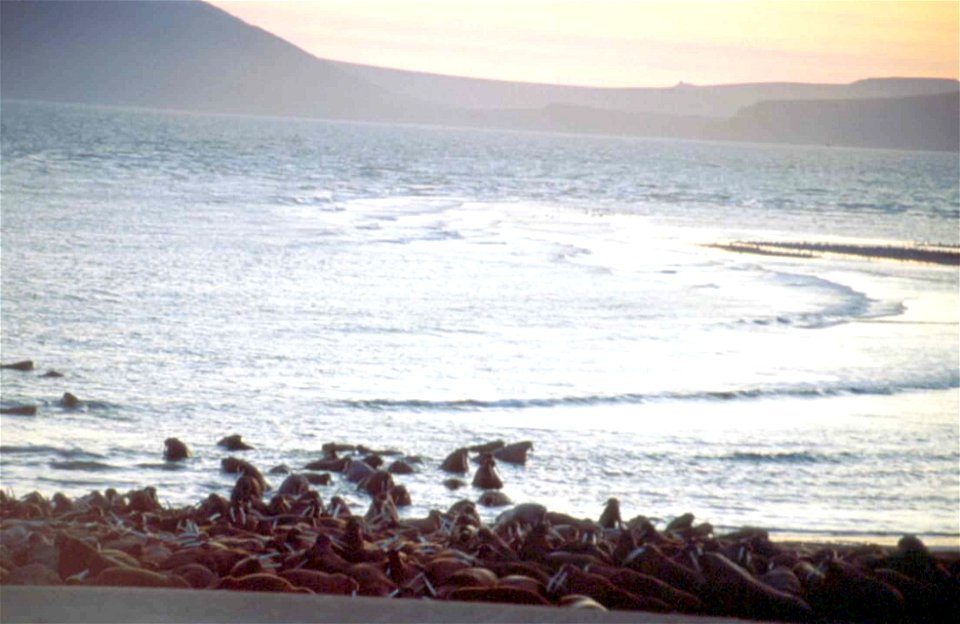 Image title: Walrus animals on beach sand and in water odobenus rosmarus
Image from Public domain images website, http://www.public-domain-image.com/full-image/fauna-animals-public-domain-images-pictu