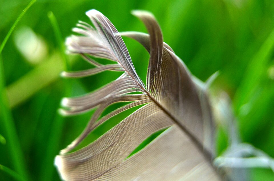 Leaf closeup desktop