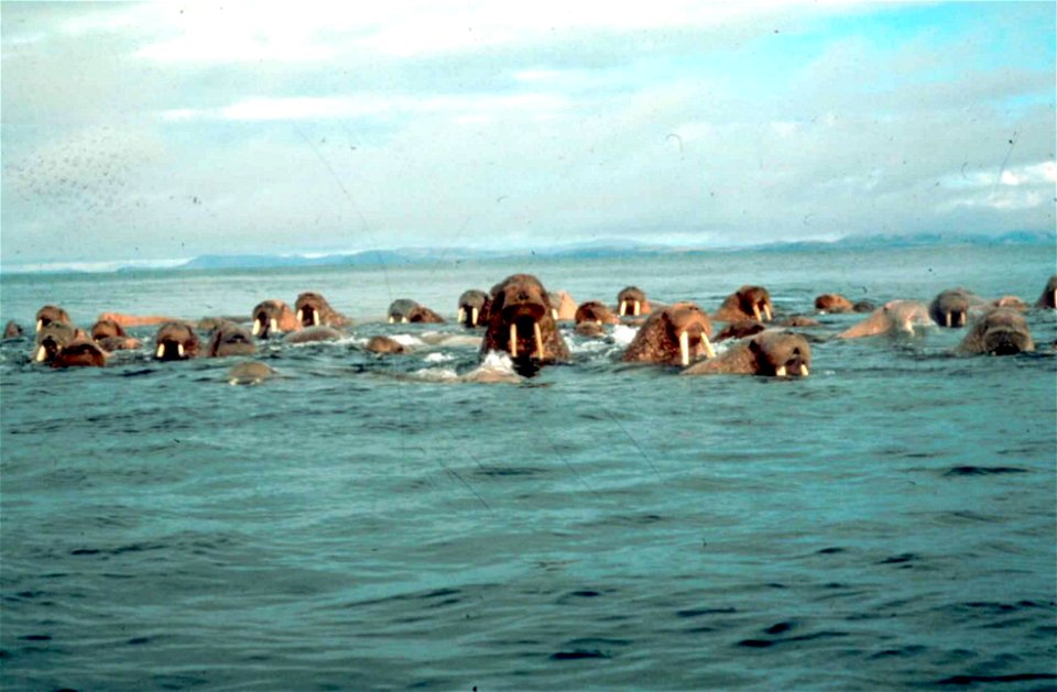 Image title: Walrus large flippered marine mammals in water odobenus rosmarus
Image from Public domain images website, http://www.public-domain-image.com/full-image/fauna-animals-public-domain-images-