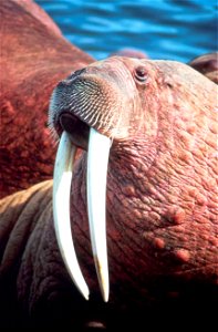 Image title: Walrus male close up head odobenus rosmarus Image from Public domain images website, http://www.public-domain-image.com/full-image/fauna-animals-public-domain-images-pictures/walrus-publi photo