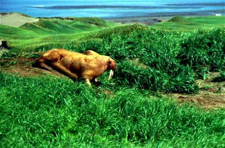 Image title: Walrus male mammal on grass away from water Image from Public domain images website, http://www.public-domain-image.com/full-image/fauna-animals-public-domain-images-pictures/walrus-publi photo