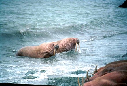 Image title: Walrus males in water Image from Public domain images website, http://www.public-domain-image.com/full-image/fauna-animals-public-domain-images-pictures/walrus-public-domain-images-pictur photo