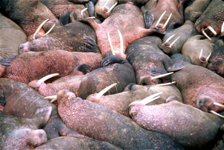 Image title: Walrus marine mammals crammed side by side
Image from Public domain images website, http://www.public-domain-image.com/full-image/fauna-animals-public-domain-images-pictures/walrus-public