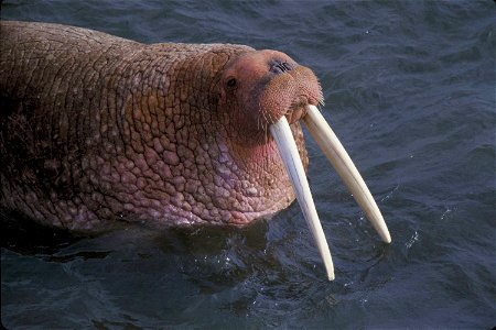 Image title: Walrus odobenus rosmarus fin footed marine mammal Image from Public domain images website, http://www.public-domain-image.com/full-image/fauna-animals-public-domain-images-pictures/walrus photo