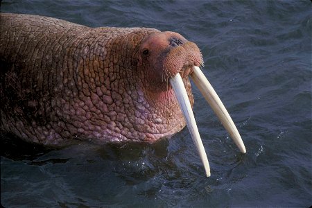 Image title: Walrus odobenus rosmarus fin footed marine mammal
Image from Public domain images website, http://www.public-domain-image.com/full-image/fauna-animals-public-domain-images-pictures/walrus