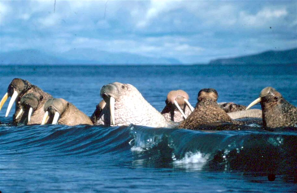 Image title: Walruses animals enjoy the waves on the water
Image from Public domain images website, http://www.public-domain-image.com/full-image/fauna-animals-public-domain-images-pictures/walrus-pub