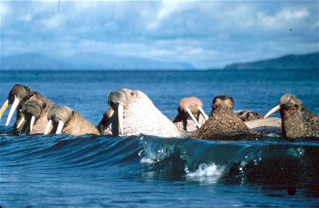 Image title: Walruses animals enjoy the waves on the water Image from Public domain images website, http://www.public-domain-image.com/full-image/fauna-animals-public-domain-images-pictures/walrus-pub photo