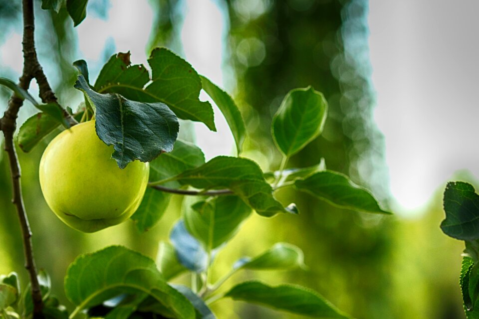 Green fruit nature