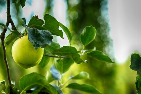 Green fruit nature