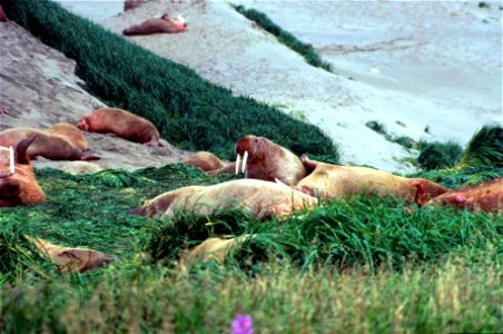 Image title: Walruses gathered together on grass on beach Image from Public domain images website, http://www.public-domain-image.com/full-image/fauna-animals-public-domain-images-pictures/walrus-publ photo