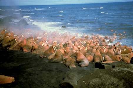 Image title: Walruses large marine mammals on the beach and in water Image from Public domain images website, http://www.public-domain-image.com/full-image/fauna-animals-public-domain-images-pictures/ photo