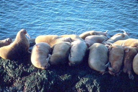 Image title: Walruses laying clinging to each other on small rocky shore Image from Public domain images website, http://www.public-domain-image.com/full-image/fauna-animals-public-domain-images-pictu photo