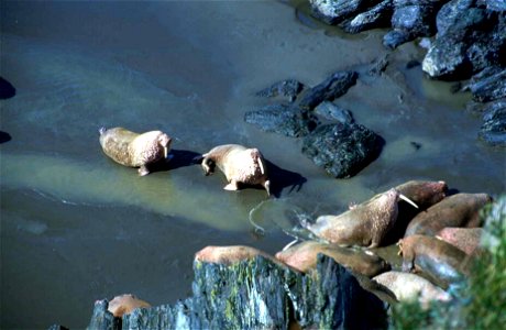 Image title: Walruses on rocky beach Image from Public domain images website, http://www.public-domain-image.com/full-image/fauna-animals-public-domain-images-pictures/walrus-public-domain-images-pict photo
