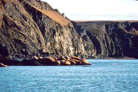 Image title: Walruses on rocky coast Image from Public domain images website, http://www.public-domain-image.com/full-image/fauna-animals-public-domain-images-pictures/walrus-public-domain-images-pict photo