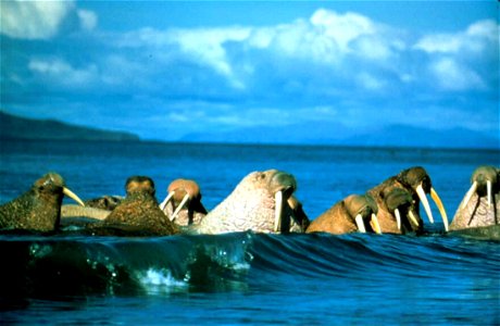 Image title: Walruses on waves Image from Public domain images website, http://www.public-domain-image.com/full-image/fauna-animals-public-domain-images-pictures/walrus-public-domain-images-pictures/w photo