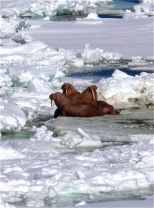 Image title: Walruses resting in ice pack Image from Public domain images website, http://www.public-domain-image.com/full-image/fauna-animals-public-domain-images-pictures/walrus-public-domain-images photo