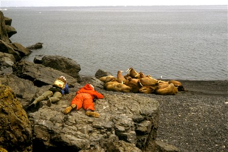 Hall Island, Bering Sea 1984. Alaska Maritime National Wildlife Refuge, Bering Sea Unit, walrus research. Source AMNWR/0000738 Rights Public domain photo