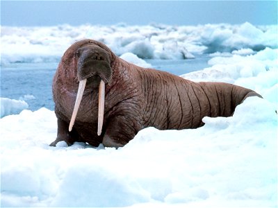 Large walrus on the ice - Odobenus rosmarus divergens - contemplating the photographer - Alaska, Bering Sea photo