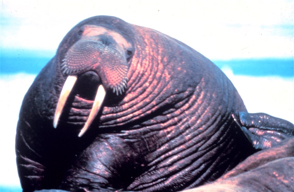 Large fat walrus (Odobenus rosmarus divergens) showing extent of blubber deposits. Bering Sea, Alaska.