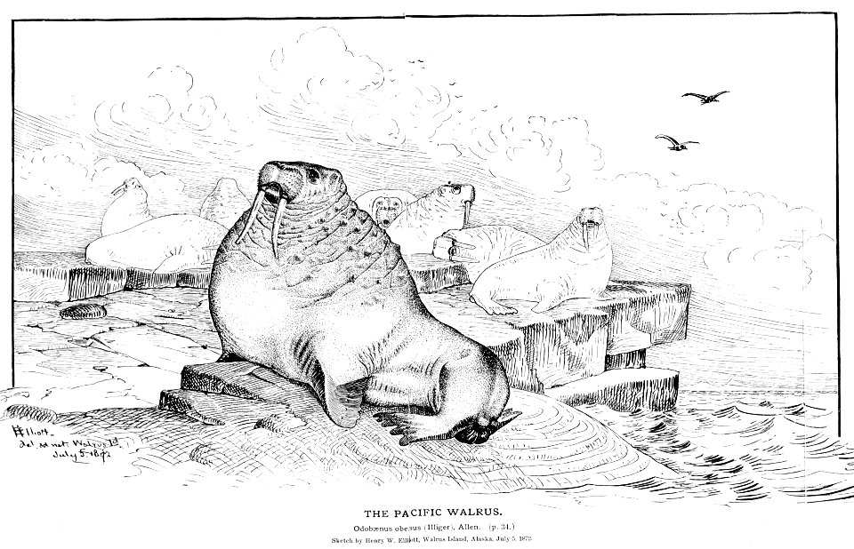 Pacific Walrus (Odobenus rosmarus divergens)